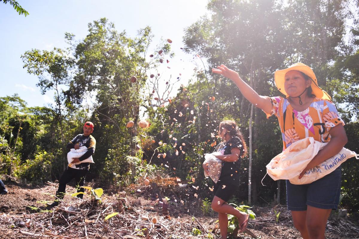 Com “muvuca de sementes”, COB impulsiona Floresta Olímpica do Brasil, na Amazônia  